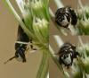 Hylaeus sp.